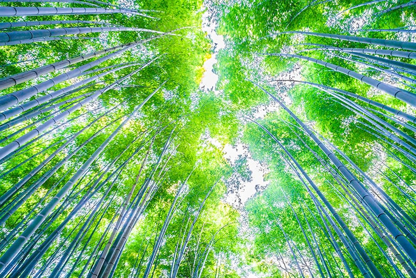 Extraordinaria Vida Bambu